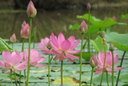 Lotus flowers, Renee Naturally