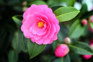 Flower, Renee Naturally