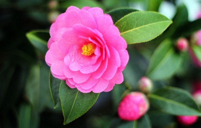 Flower, Renee Naturally