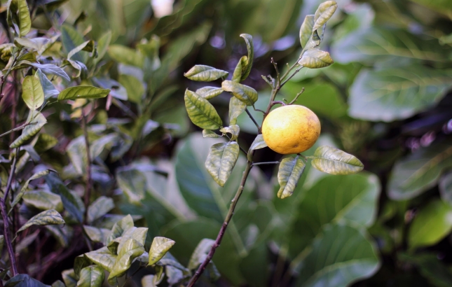 Benefits of Lypo-Spheric Vitamin C