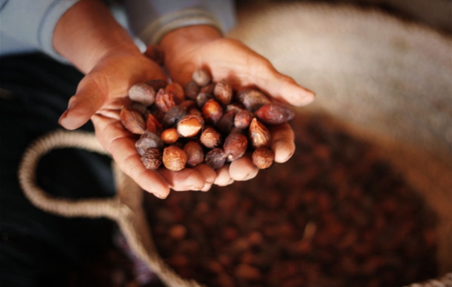 Benefits of Argan Oil for Healthy Hair // by Renée Naturally (Naturopath & Nutritionist)