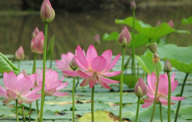 Lotus flowers, Renee Naturally