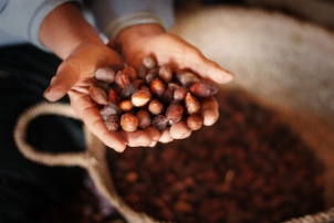 Benefits of Argan Oil for Healthy Hair // by Renée Naturally (Naturopath & Nutritionist)
