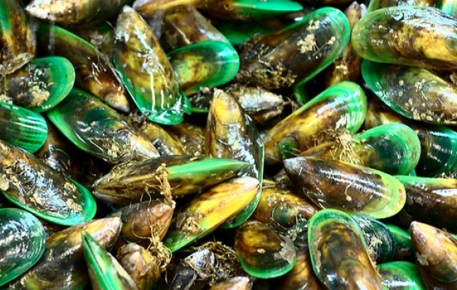 Green-Lipped Mussel Extract Benefits // by Naturopath Renee Naturally Green-Lipped Mussel Extract Benefits // by Naturopath Renee Naturally