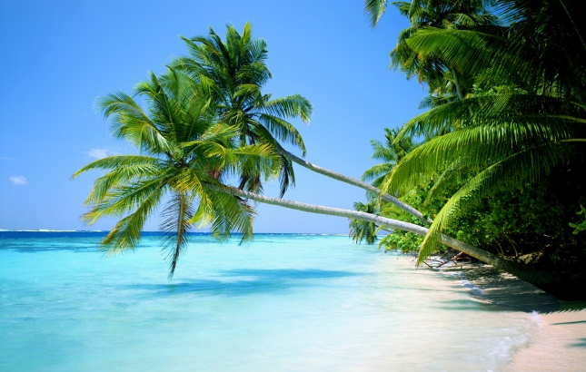Benefits of Pacific Tamanu Oil, Renee Naturally